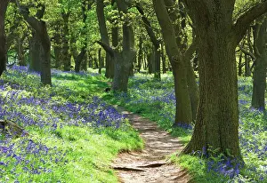 Dappled: Bluebell Wood