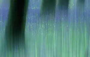 Unexplained: Bluebell Wood