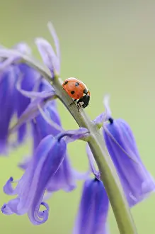 Punctata: Bluebell Wood