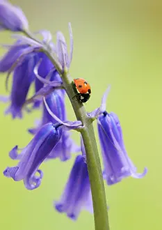Punctata: Bluebell Wood