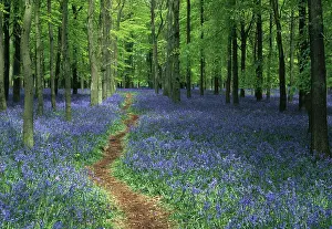 Issues: Bluebell wood