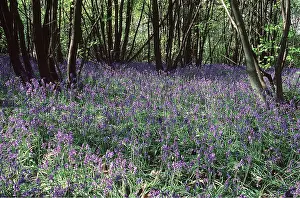 David C Dixon: BLUEBELL WOOD