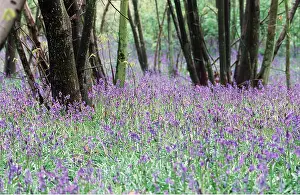 David C Dixon: BLUEBELL WOOD - With coppiced hazel