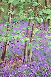 David C Dixon: BLUEBELL WOOD & HAZEL LEAVES