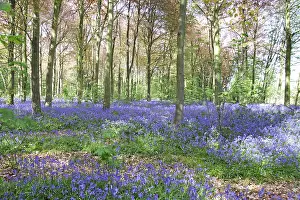 Bluebell: Bluebell woodland