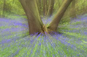 Countires: Bluebells