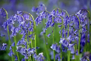 Endymion: Bluebells