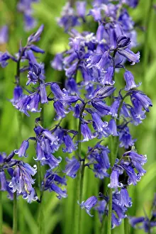 Endymion: Bluebells