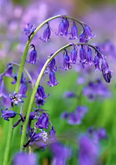 Curves: Bluebells