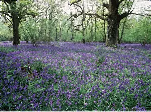 Glade: BLUEBELLS