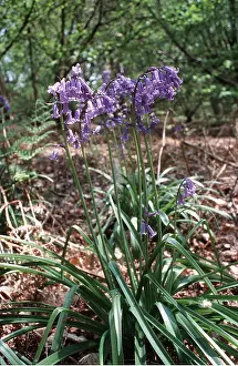 Ardea London: BLUEBELLS