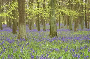 Countires: Bluebells - in Beech Woodland