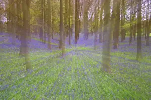 Countires: Bluebells - in Beech Woodland