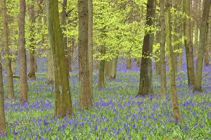 Countires: Bluebells - in Beech Woodland