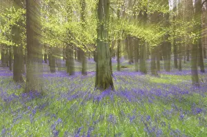 Countires: Bluebells - in Beech Woodland