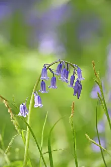 Bluebell: Bluebells - close up