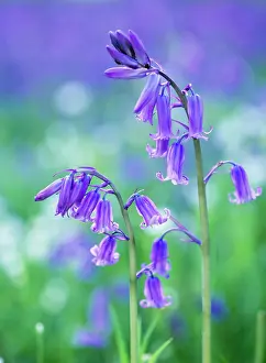 Scriptus: BLUEBELLS - close-up