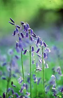 David C Dixon: BLUEBELLS - close-up