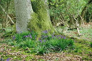 Clumps: Bluebells - Clumps at base of Oak tree