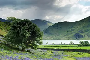 Crummock: Bluebells - with Crummock water in background
