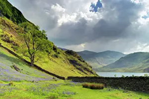 Crummock: Bluebells - with Crummock water in background