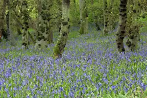 Endymion: BLUEBELLS - in Doxford woods