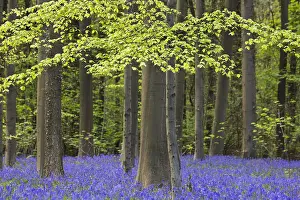 Bluebell: Bluebells (Endymion nonscriptus) in flower in beech
