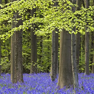 Bluebell: Bluebells (Endymion nonscriptus) in flower in beech