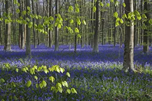 Bluebell: Bluebells (Endymion nonscriptus) in flower in beech