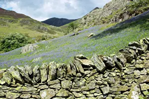 Drystone: Bluebells - on Grasmoor with Drystone Wall
