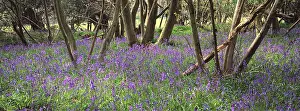Hazel: Bluebells and Hazel in wood