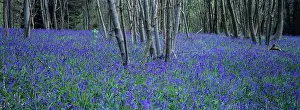 Hazel: Bluebells and Hazel in wood