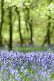 Hyacinthoides: Bluebells, Hyacinthiodes non-scripta, Bed of spring flowers