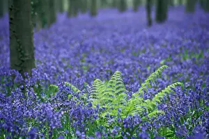Hyacinth: Bluebells (Hyacinthoides non-scripta) (Scilla non-scripta)