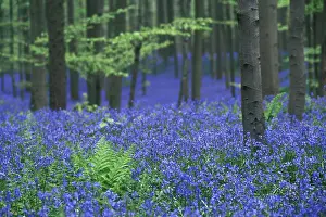 Hyacinth: Bluebells (Hyacinthoides non-scripta) (Scilla non-scripta)