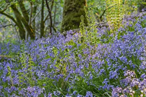 Cree: Bluebells and Lady Fern - a dense carpet of blooming