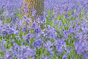 Groundcover: Bluebells - Norfolk UK