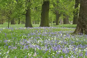 Christchurch: Bluebells and Oak Trees in Spring, Little