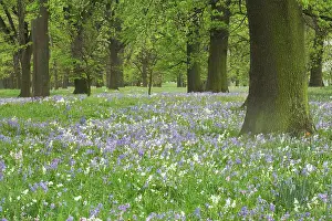 Christchurch: Bluebells and Oak Trees in Spring, Little