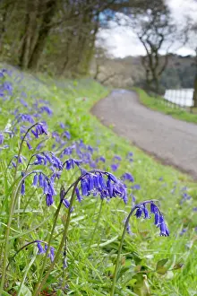Verge: Bluebells - on roadside verge in spring