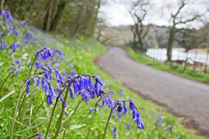 Verge: Bluebells - on roadside verge in spring