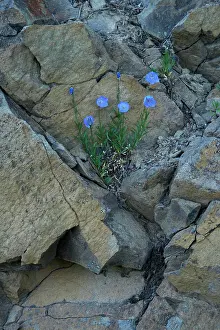 Campanula: Bluebells of Scotland