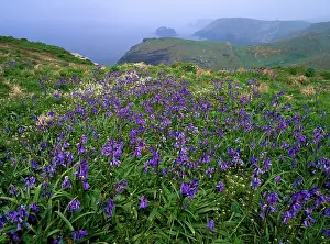 Tintagel: Bluebells - at Tintagel Castle