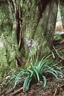 Ardea London: BLUEBELLS - by tree trunk