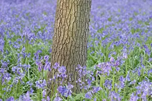 Groundcover: Bluebells and tree trunk - Norfolk UK