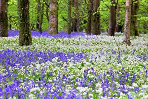 Ursinum: Bluebells - with Wild Garlic (Allium ursinum)