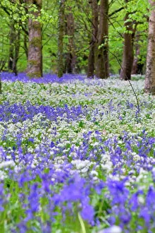 Ursinum: Bluebells - with Wild Garlic (Allium ursinum)