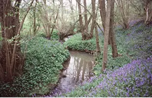 Streams: BLUEBELLS - with Wild Garlic / Ransoms beside stream