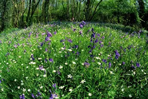 Endymion: Bluebells and other wildflowers