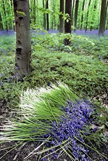 Picked: Bluebells in wood picked flowers